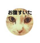 猫面だらけ（個別スタンプ：7）