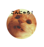 猫面だらけ（個別スタンプ：8）