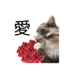 飼われ猫 ぐれお（1歳）（個別スタンプ：1）