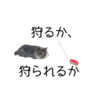 飼われ猫 ぐれお（1歳）（個別スタンプ：3）