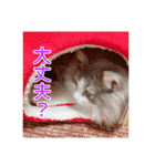 飼われ猫 ぐれお（1歳）（個別スタンプ：4）