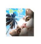 飼われ猫 ぐれお（1歳）（個別スタンプ：5）