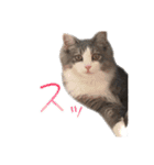飼われ猫 ぐれお（1歳）（個別スタンプ：8）