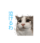 飼われ猫 ぐれお（1歳）（個別スタンプ：9）