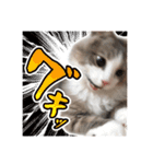 飼われ猫 ぐれお（1歳）（個別スタンプ：10）