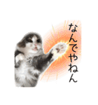 飼われ猫 ぐれお（1歳）（個別スタンプ：12）