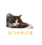 飼われ猫 ぐれお（1歳）（個別スタンプ：14）