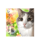 飼われ猫 ぐれお（1歳）（個別スタンプ：15）