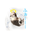 飼われ猫 ぐれお（1歳）（個別スタンプ：16）