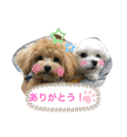 テンとルン（個別スタンプ：1）