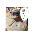 テンとルン（個別スタンプ：4）