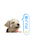 テンとルン（個別スタンプ：10）