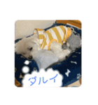 テンとルン（個別スタンプ：13）