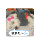 テンとルン（個別スタンプ：15）