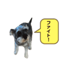 ぼくゴロー2（個別スタンプ：24）