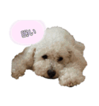 ぼくゴロー2（個別スタンプ：35）