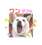 ワンニャンニャンのメッセージ（個別スタンプ：1）