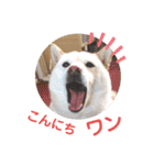 ワンニャンニャンのメッセージ（個別スタンプ：3）
