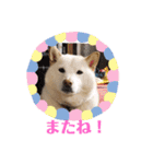 ワンニャンニャンのメッセージ（個別スタンプ：6）