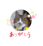 ワンニャンニャンのメッセージ（個別スタンプ：9）