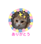 ワンニャンニャンのメッセージ（個別スタンプ：10）