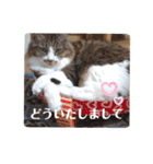 ワンニャンニャンのメッセージ（個別スタンプ：12）