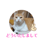 ワンニャンニャンのメッセージ（個別スタンプ：13）