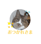 ワンニャンニャンのメッセージ（個別スタンプ：14）