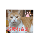 ワンニャンニャンのメッセージ（個別スタンプ：15）