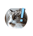 ワンニャンニャンのメッセージ（個別スタンプ：22）