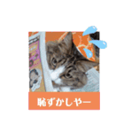 ワンニャンニャンのメッセージ（個別スタンプ：24）