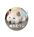 ワンニャンニャンのメッセージ（個別スタンプ：25）