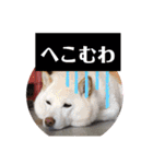 ワンニャンニャンのメッセージ（個別スタンプ：26）