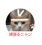 ワンニャンニャンのメッセージ（個別スタンプ：27）