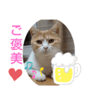 ワンニャンニャンのメッセージ（個別スタンプ：30）