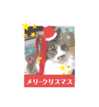 ワンニャンニャンのメッセージ（個別スタンプ：31）