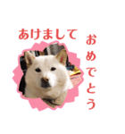 ワンニャンニャンのメッセージ（個別スタンプ：37）