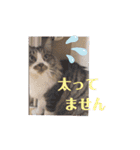 ワンニャンニャンのメッセージ（個別スタンプ：40）
