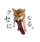 柴犬♥︎弁慶-がきんちょ編-（個別スタンプ：2）
