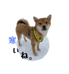 柴犬♥︎弁慶-がきんちょ編-（個別スタンプ：3）