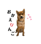 柴犬♥︎弁慶-がきんちょ編-（個別スタンプ：5）