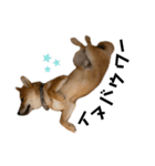 柴犬♥︎弁慶-がきんちょ編-（個別スタンプ：6）