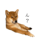 柴犬♥︎弁慶-がきんちょ編-（個別スタンプ：7）