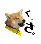 柴犬♥︎弁慶-がきんちょ編-（個別スタンプ：10）