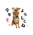 柴犬♥︎弁慶-がきんちょ編-（個別スタンプ：11）