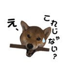 柴犬♥︎弁慶-がきんちょ編-（個別スタンプ：12）