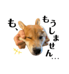 柴犬♥︎弁慶-がきんちょ編-（個別スタンプ：13）