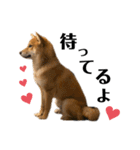 柴犬♥︎弁慶-がきんちょ編-（個別スタンプ：14）