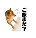 柴犬♥︎弁慶-がきんちょ編-（個別スタンプ：15）