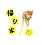柴犬♥︎弁慶-がきんちょ編-（個別スタンプ：16）